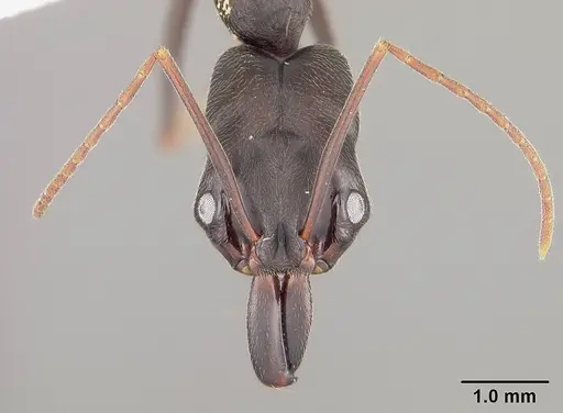 Odontomachus scalptus specimen USNMENT00441735 image usnment00441735_2