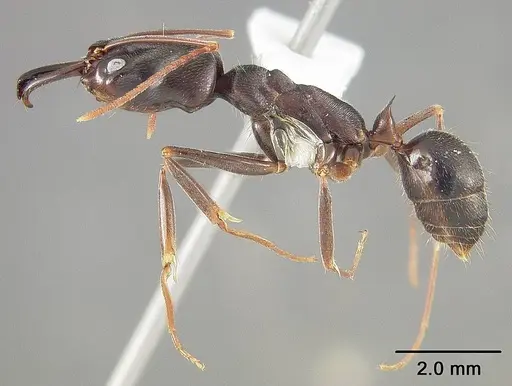 Odontomachus scalptus specimen USNMENT00441735 image usnment00441735_3