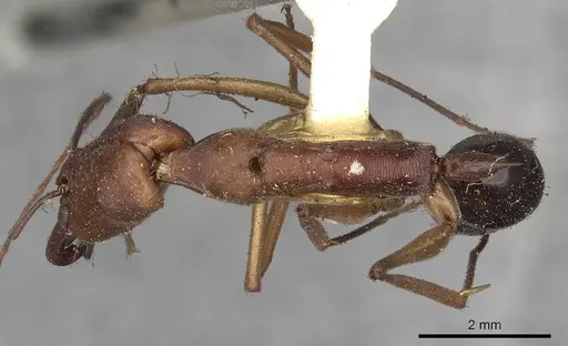 Odontomachus schoedli specimen CASENT0900655 image casent0900655_1