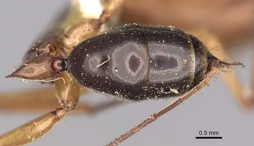 Odontomachus schoedli specimen CASENT0900655 image casent0900655_2