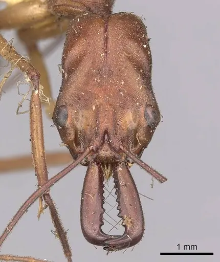 Odontomachus schoedli specimen CASENT0900655 image casent0900655_3