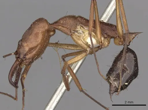 Odontomachus schoedli specimen CASENT0900655 image casent0900655_4