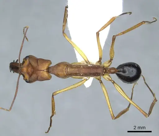 Odontomachus schoedli specimen CASENT0915898 image casent0915898_1