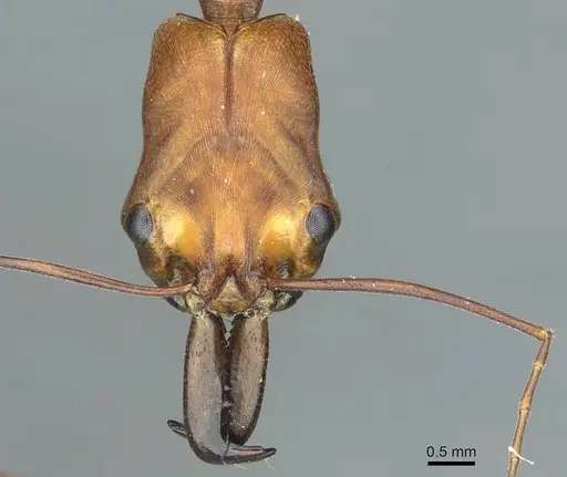 Odontomachus schoedli specimen CASENT0915898 image casent0915898_2
