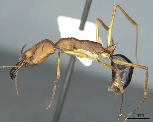 Odontomachus schoedli specimen CASENT0915898 image casent0915898_3