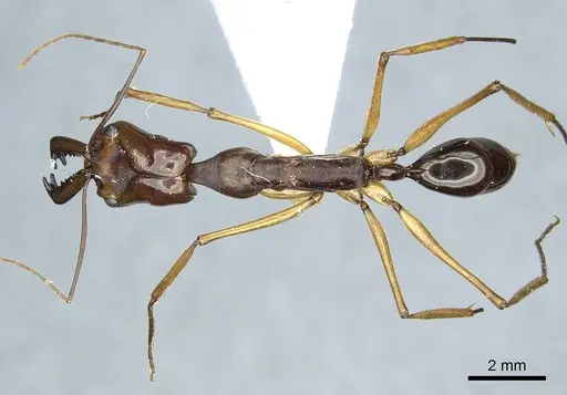 Odontomachus scifictus specimen CASENT0915899 image casent0915899_1