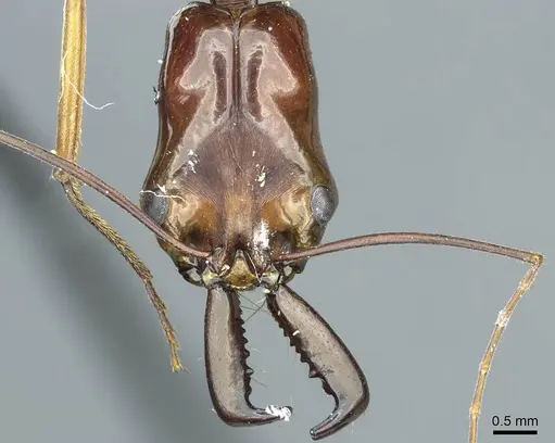 Odontomachus scifictus specimen CASENT0915899 image casent0915899_2