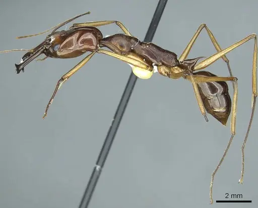 Odontomachus scifictus specimen CASENT0915899 image casent0915899_3