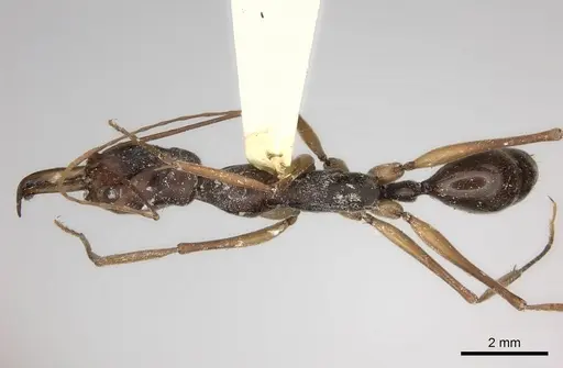 Odontomachus silvestrii specimen CASENT0217546 image casent0217546_1