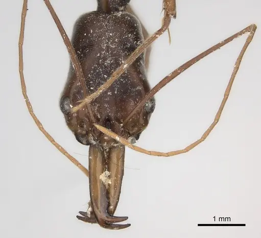 Odontomachus silvestrii specimen CASENT0217546 image casent0217546_2