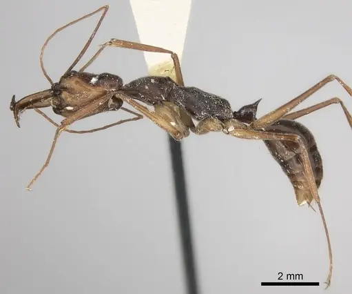 Odontomachus silvestrii specimen CASENT0217546 image casent0217546_3