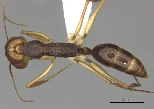 Odontomachus silvestrii specimen CASENT0270627 image casent0270627_1