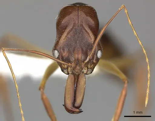 Odontomachus silvestrii specimen CASENT0270627 image casent0270627_2