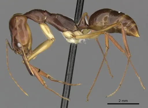 Odontomachus silvestrii specimen CASENT0270627 image casent0270627_3