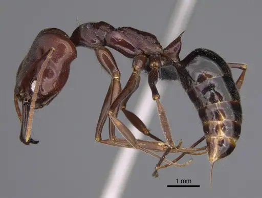 Odontomachus simillimus specimen CASENT0012708 image casent0012708_1