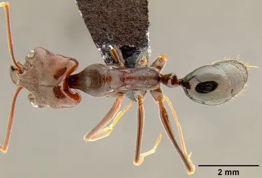 Odontomachus simillimus specimen CASENT0171124 image casent0171124_1