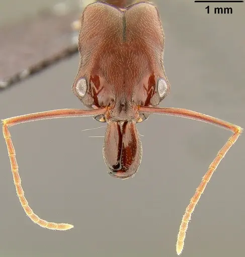 Odontomachus simillimus specimen CASENT0171124 image casent0171124_2