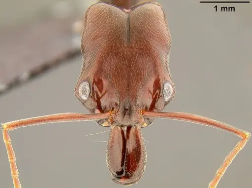Odontomachus simillimus specimen CASENT0171124 image casent0171124_3