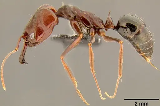 Odontomachus simillimus specimen CASENT0171124 image casent0171124_4