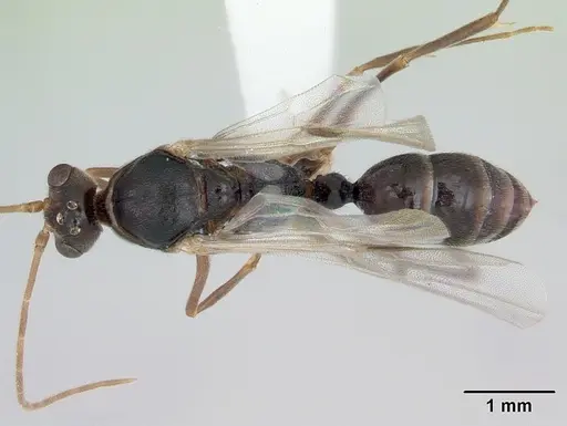 Odontomachus simillimus specimen CASENT0172666 image casent0172666_1