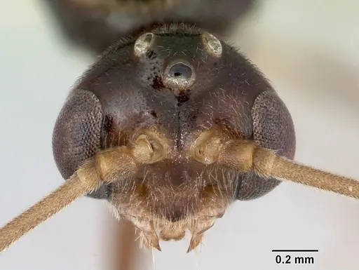 Odontomachus simillimus specimen CASENT0172666 image casent0172666_2