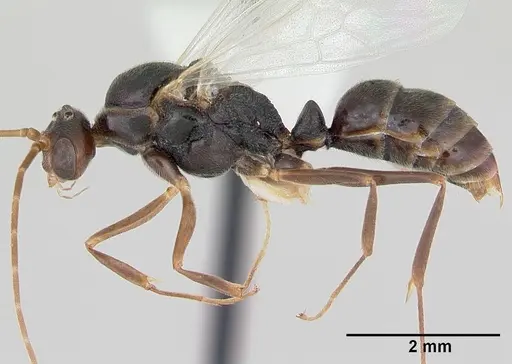 Odontomachus simillimus specimen CASENT0172666 image casent0172666_3