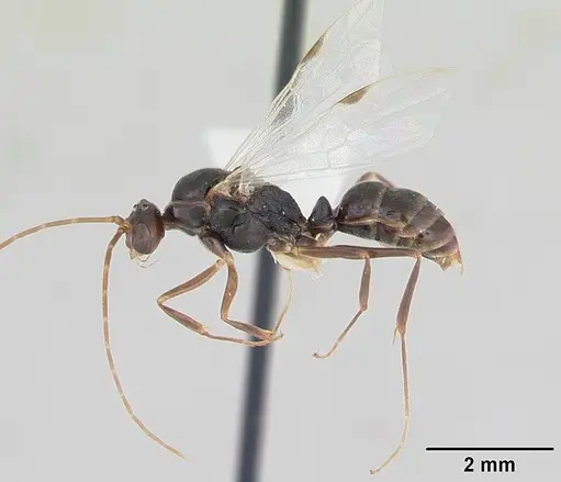 Odontomachus simillimus specimen CASENT0172666 image casent0172666_4
