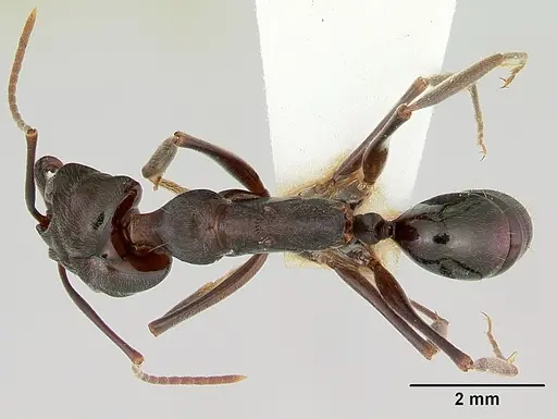 Odontomachus simillimus specimen CASENT0172667 image casent0172667_1