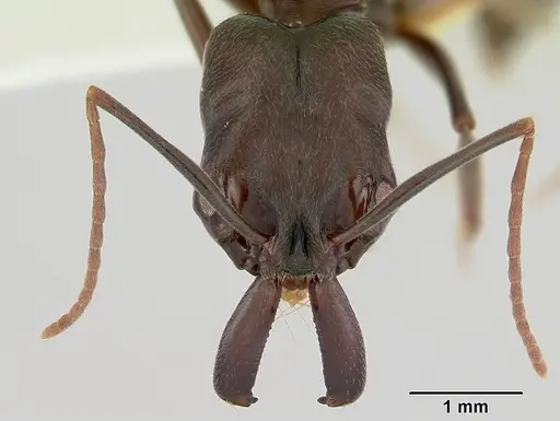 Odontomachus simillimus specimen CASENT0172667 image casent0172667_2