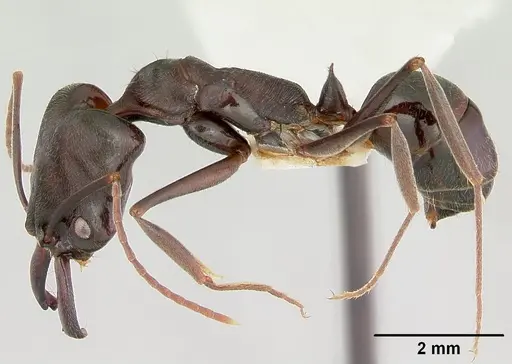 Odontomachus simillimus specimen CASENT0172667 image casent0172667_3