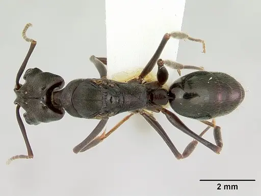 Odontomachus simillimus specimen CASENT0172668 image casent0172668_1
