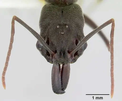 Odontomachus simillimus specimen CASENT0172668 image casent0172668_2