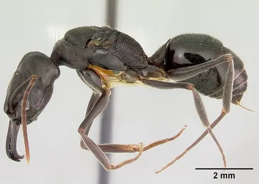 Odontomachus simillimus specimen CASENT0172668 image casent0172668_3