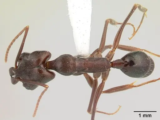 Odontomachus simillimus specimen CASENT0178390 image casent0178390_1