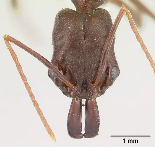 Odontomachus simillimus specimen CASENT0178390 image casent0178390_2