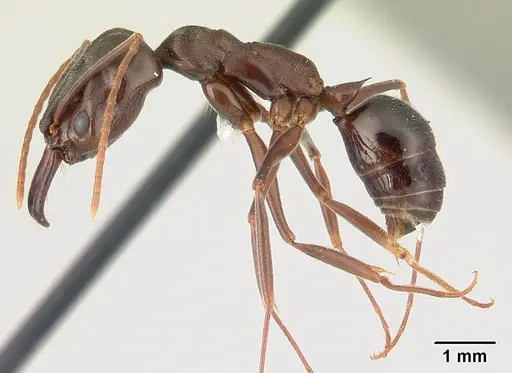 Odontomachus simillimus specimen CASENT0178390 image casent0178390_3