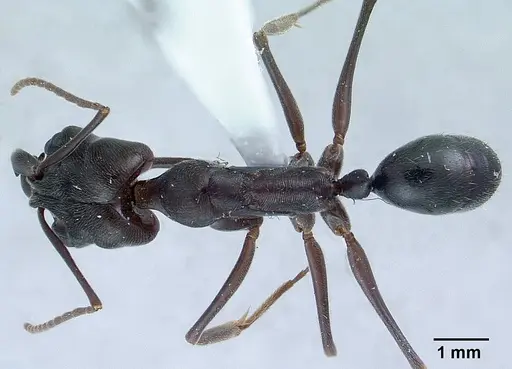 Odontomachus simillimus specimen CASENT0179009 image casent0179009_1
