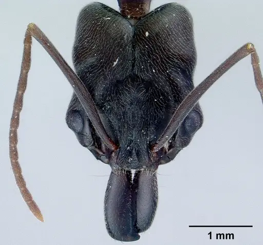 Odontomachus simillimus specimen CASENT0179009 image casent0179009_2