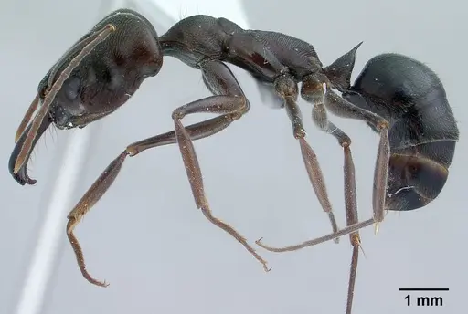 Odontomachus simillimus specimen CASENT0179009 image casent0179009_3