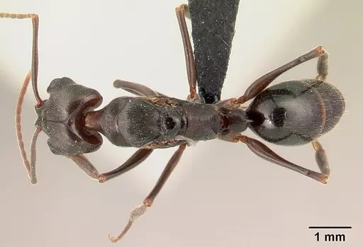 Odontomachus simillimus specimen CASENT0188531 image casent0188531_1