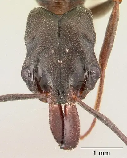 Odontomachus simillimus specimen CASENT0188531 image casent0188531_2