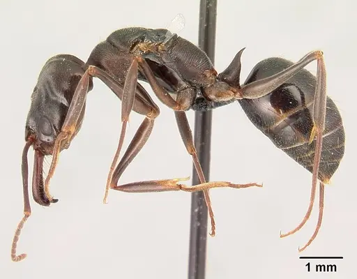 Odontomachus simillimus specimen CASENT0188531 image casent0188531_3