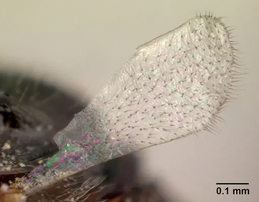 Odontomachus simillimus specimen CASENT0188531 image casent0188531_4