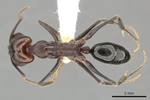 Odontomachus simillimus specimen CASENT0270628 image casent0270628_1