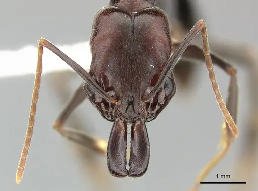 Odontomachus simillimus specimen CASENT0270628 image casent0270628_2