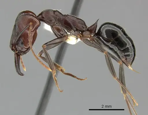 Odontomachus simillimus specimen CASENT0270628 image casent0270628_3