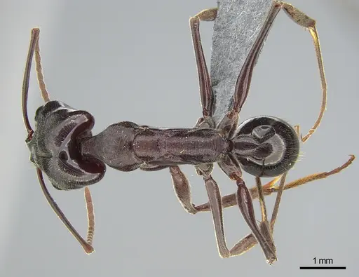 Odontomachus simillimus specimen CASENT0745878 image casent0745878_1