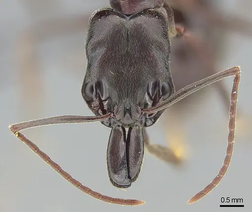 Odontomachus simillimus specimen CASENT0745878 image casent0745878_2