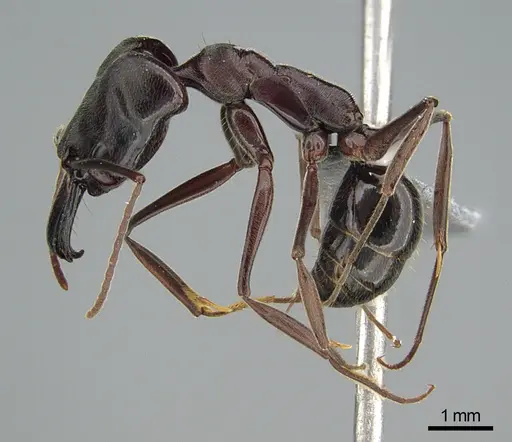 Odontomachus simillimus specimen CASENT0745878 image casent0745878_3