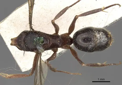Odontomachus simillimus specimen CASENT0900649 image casent0900649_1